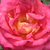 Vörös - sárga - Teahibrid rózsa - Rebecca®